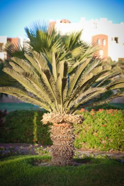 Cycas revoluta