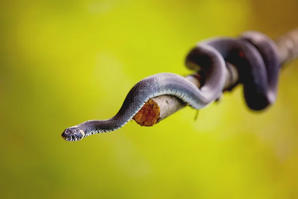 Serpente de erva (Natrix natrix) — Fotografia de Stock