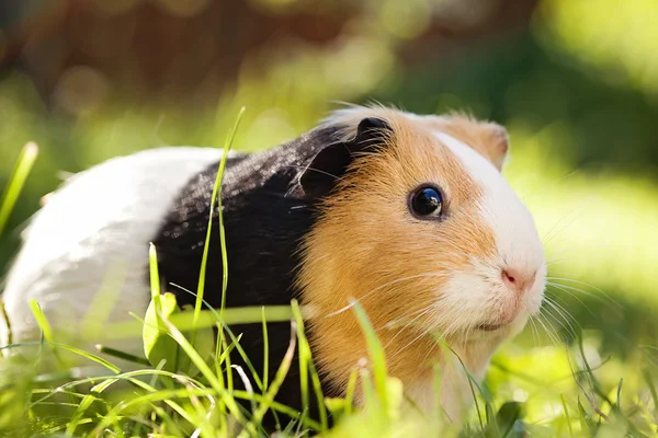 Meerschweinchen — Stockfoto