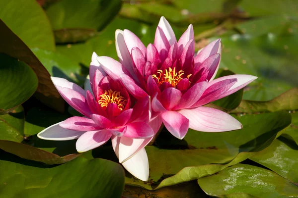 Black Princess waterlily — Stock Photo, Image