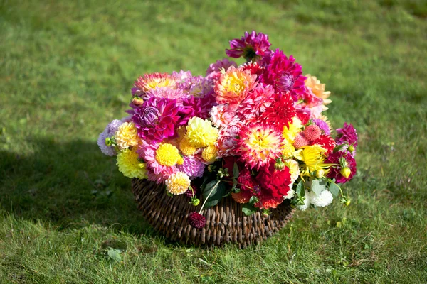 Ramo de flores de Dahlia —  Fotos de Stock