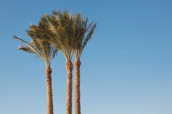 Silver dadelpalm — Stockfoto