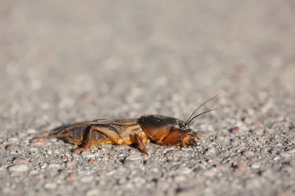 Evropské mole cricket — Stock fotografie