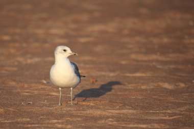 Hazar martı (Larus cachinnans)