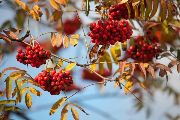 Rowan europeo — Foto Stock