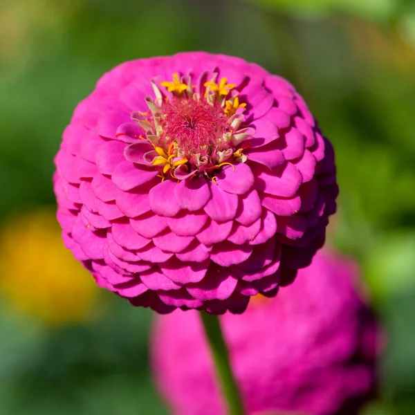 Zinnia comum — Fotografia de Stock