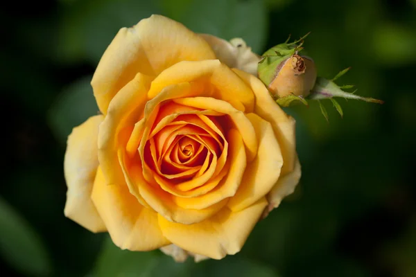 Rose jaune — Photo
