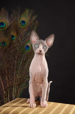 Sphynx kittenSphynx kedi yavrusu