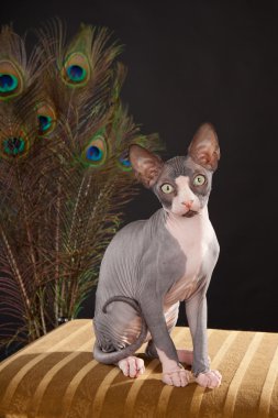 Sphynx kittenSphynx kedi yavrusu