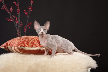 Sphynx kittenSphynx kedi yavrusu