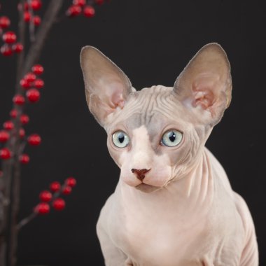Sphynx kittenSphynx kedi yavrusu