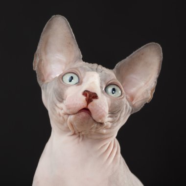 Sphynx kittenSphynx kedi yavrusu