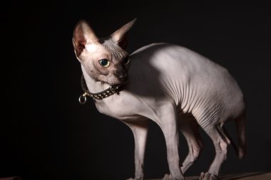 Sphynx kedi