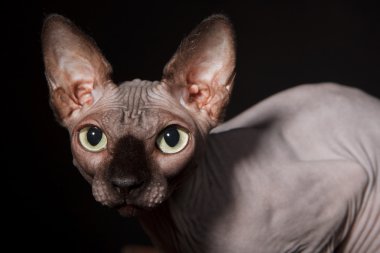 Sphynx kedi