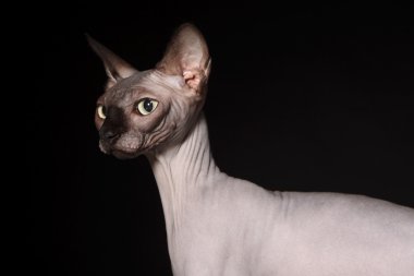 Sphynx kedi