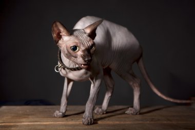 Sphynx kedi