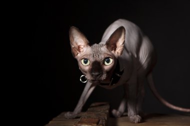 Sphynx kedi
