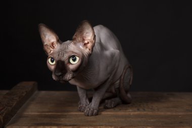 Sphynx kedi