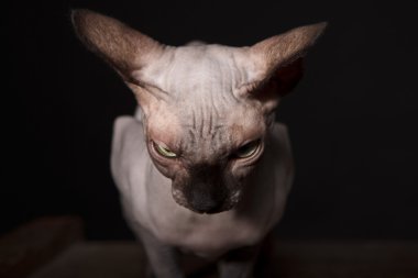 Sphynx kedi