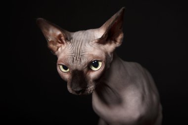 Sphynx kedi