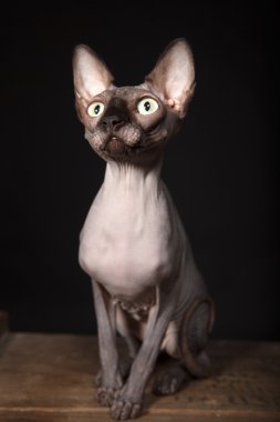 Sphynx kedi