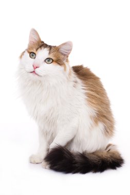 uzun saçlı ev kedisi