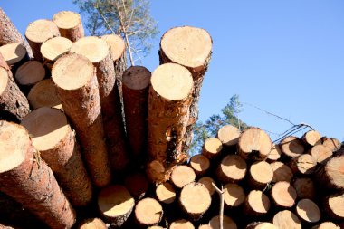 ormansızlaşma sonra fırtına