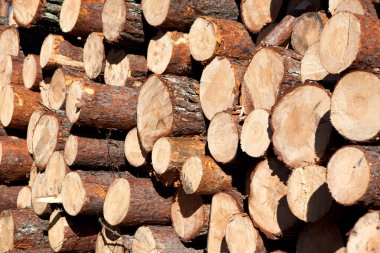 ormansızlaşma sonra fırtına