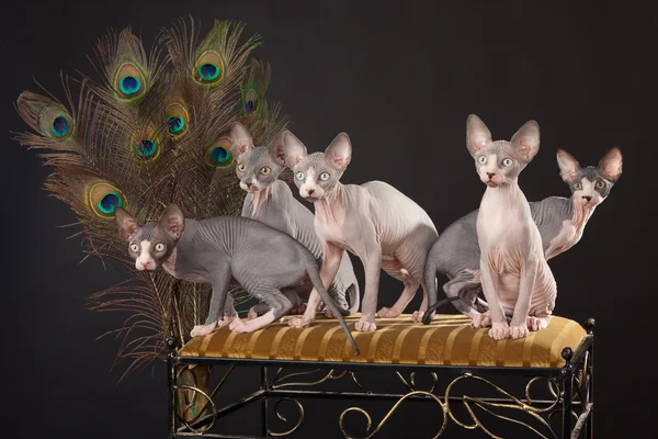 Five sphynx kitten — Stock Photo, Image