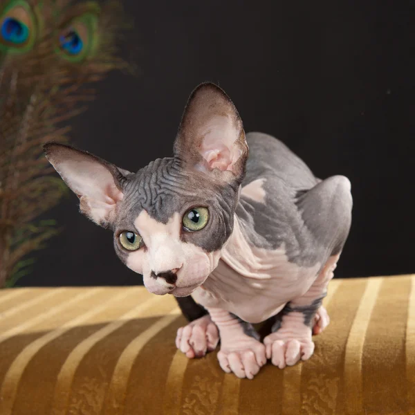 Sphynx 고양이 — 스톡 사진