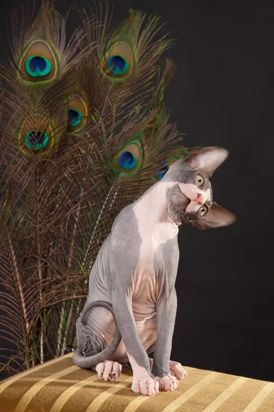Sphynx kattunge — Stockfoto