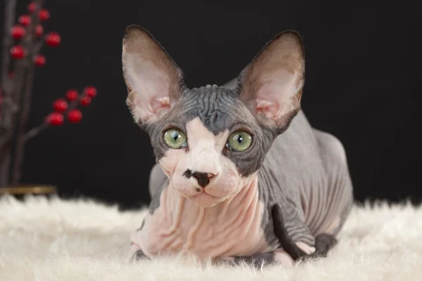Sphynx kittenSphynx kedi yavrusu — Stockfoto