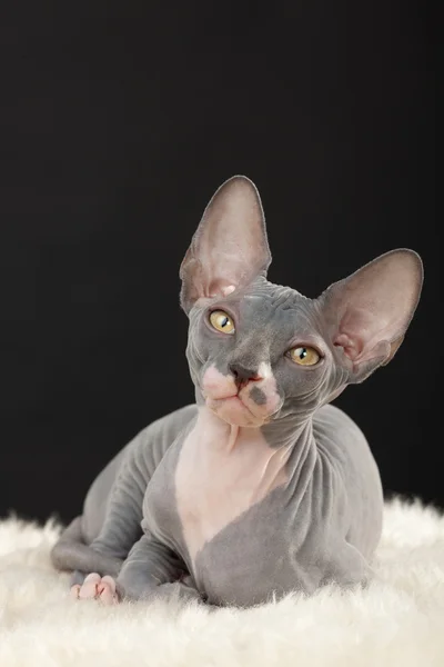 Sphynx kittenSphynx kedi yavrusu — Stok fotoğraf