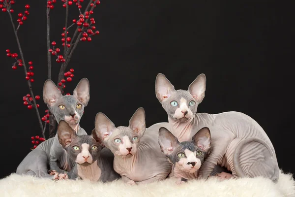 Beş sphynx kedi yavrusu — Stok fotoğraf