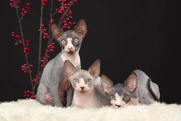 Üç sphynx kedi yavrusu — Stok fotoğraf