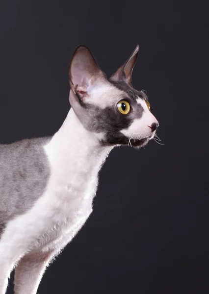 Cornish Rex kat — Stockfoto