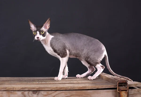 Cornish Rex kat — Stockfoto