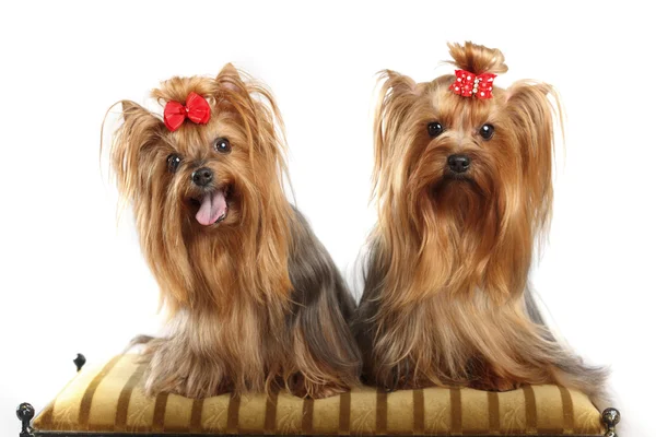 Zwei Yorkshire Terrier — Stockfoto