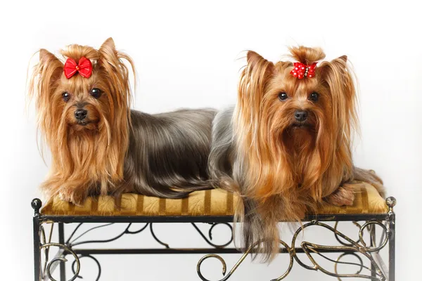 Två Yorkshire terrier — Stockfoto