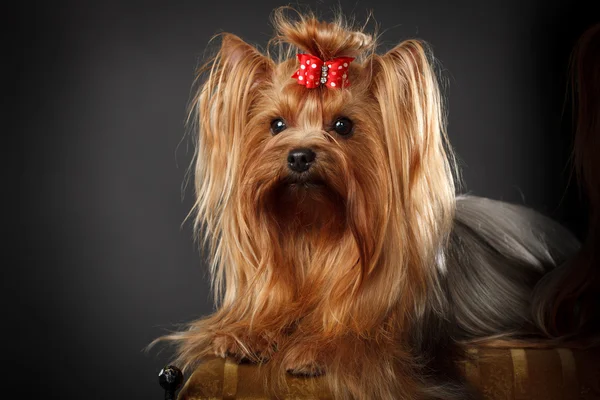 Yorkshire terrier — Zdjęcie stockowe