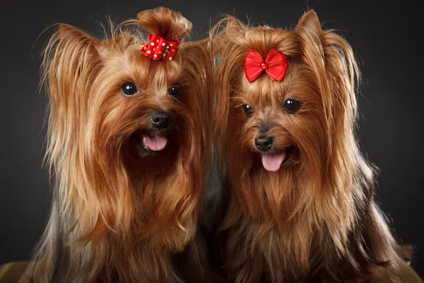 Dois Yorkshire Terriers — Fotografia de Stock