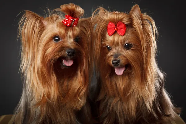 Twee Yorkshire terriërs — Stockfoto