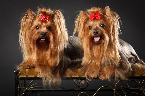 Dois Yorkshire Terriers — Fotografia de Stock