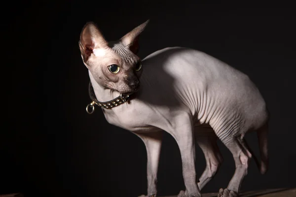 Sphynx kot — Zdjęcie stockowe