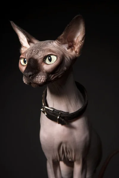 Sphynx kedi — Stok fotoğraf