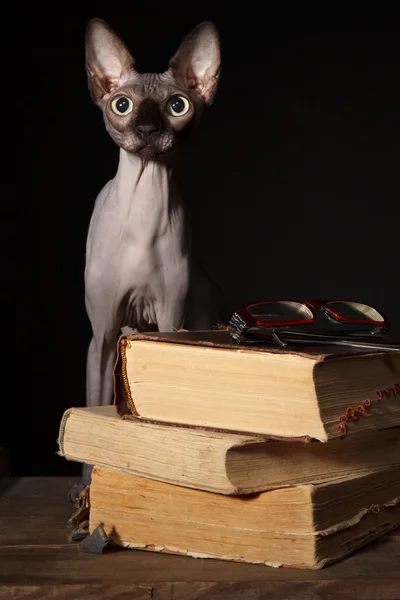 Sphynx katt och böcker — Stockfoto