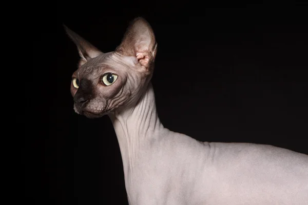 スフィンクス猫 — ストック写真