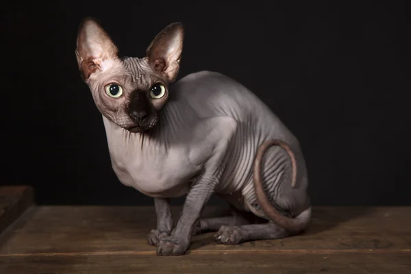 Sphynx kedi — Stok fotoğraf