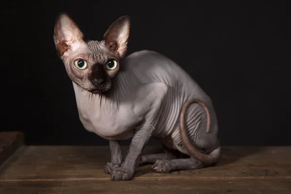 Sphynx kot — Zdjęcie stockowe