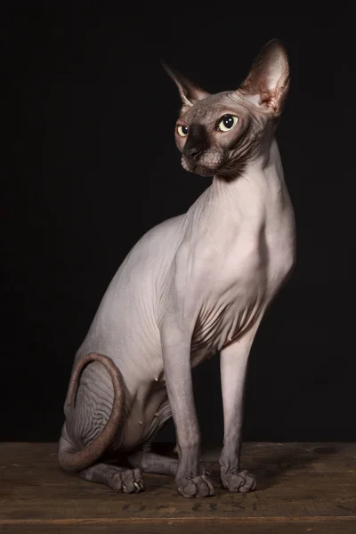 Sphynx kot — Zdjęcie stockowe